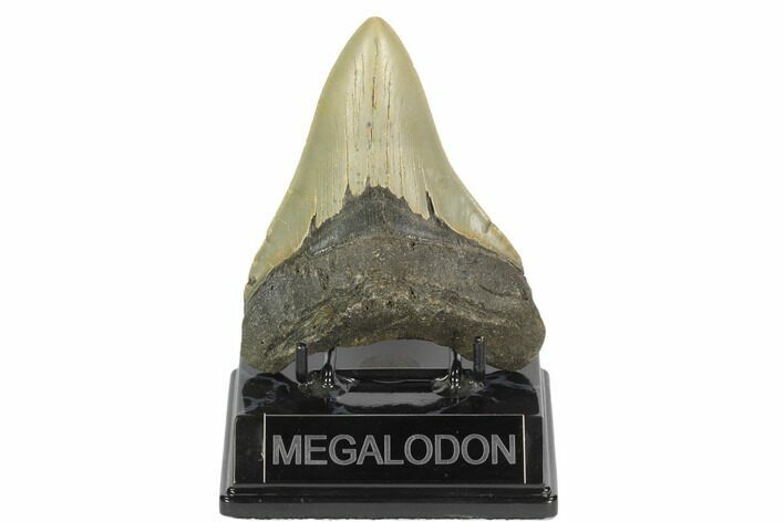 Fossil Megalodon Tooth - North Carolina #124906